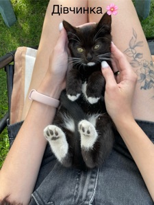 Кошенята