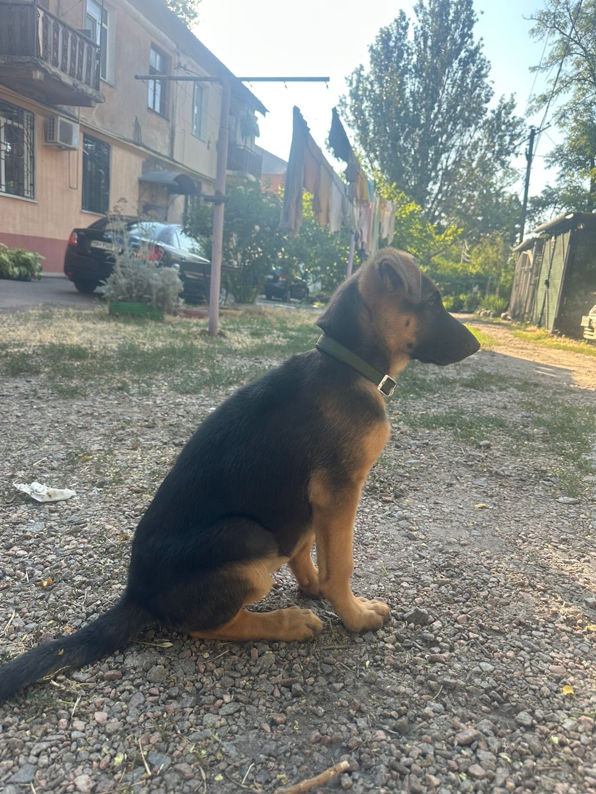 Чепрач масть