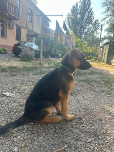 Чепрач масть