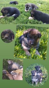 Цуценята німецької вівчарки