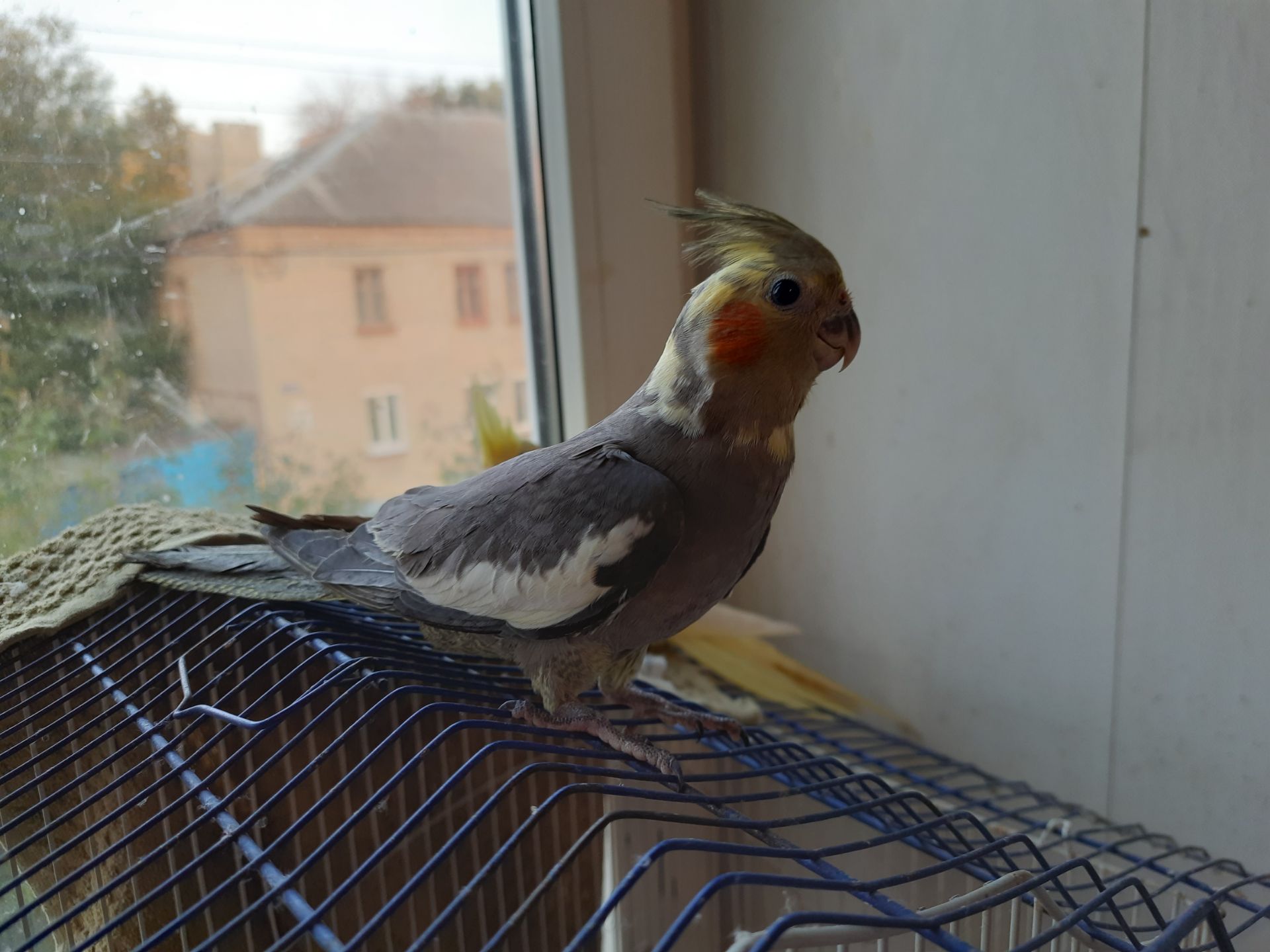 Птенцы корелы