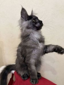 Дівчинка Мейн кун чорний дим