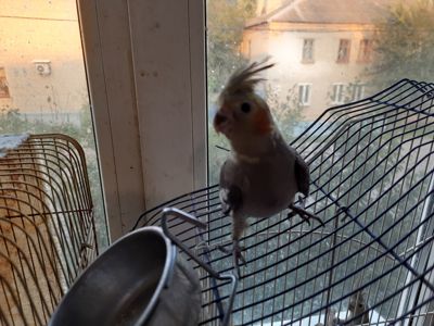 Птенцы корелы