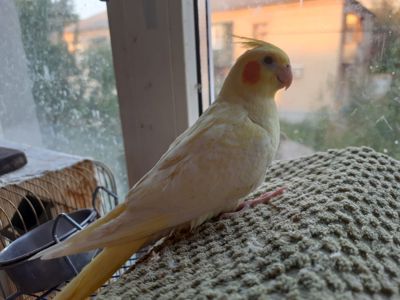 Птенцы корелы
