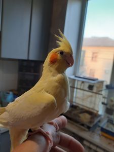 Птенцы корелы