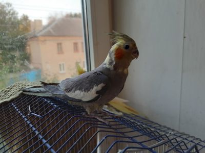 Птенцы корелы