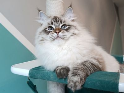 Невська маскарадна дівчинка з документами Vivienne