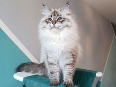 Невська маскарадна дівчинка з документами Vivienne
