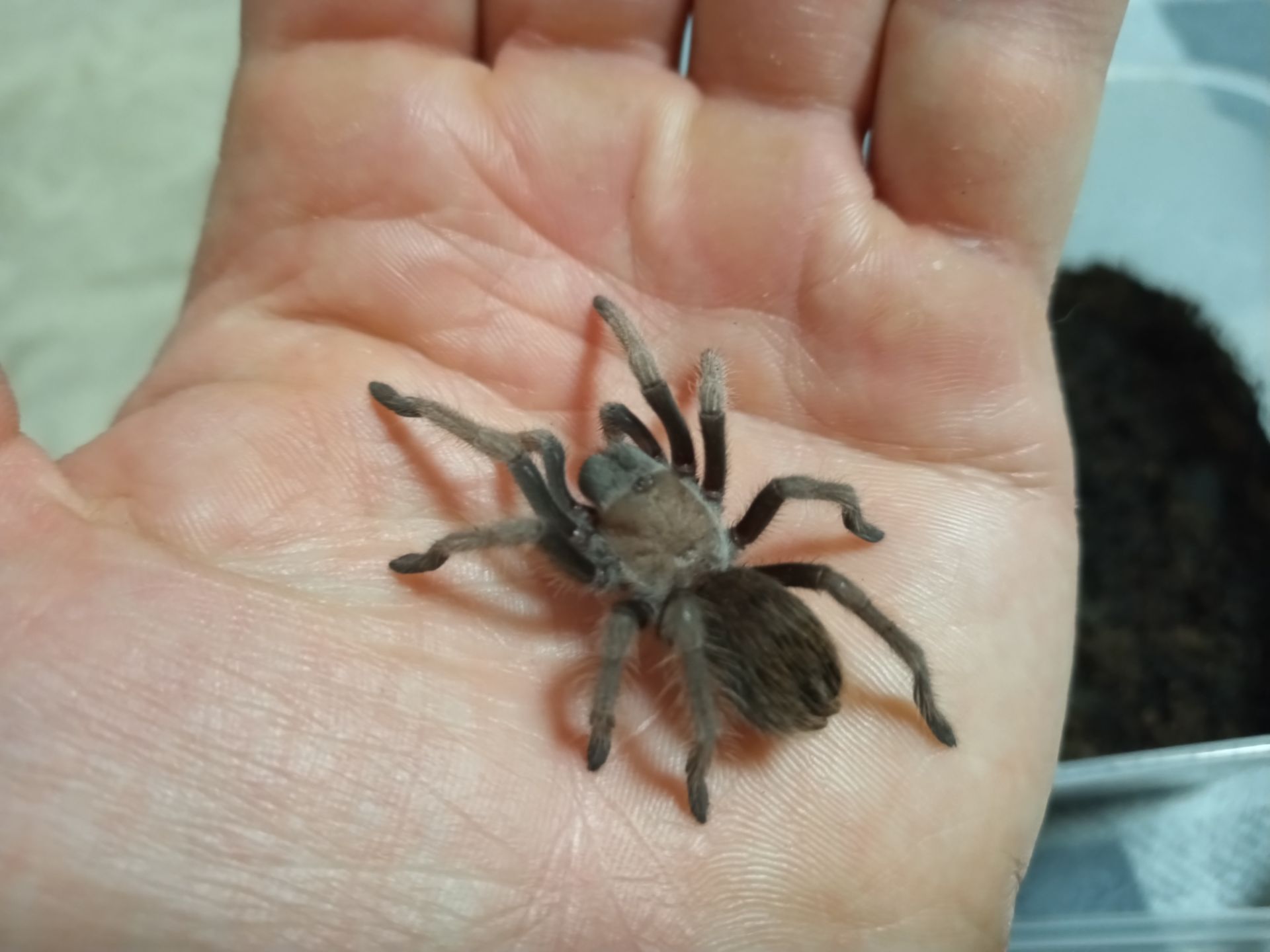 Aphonopelma Chalcodes