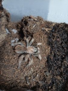 Aphonopelma Chalcodes