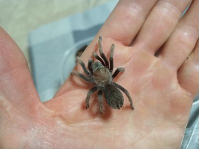 Aphonopelma Chalcodes