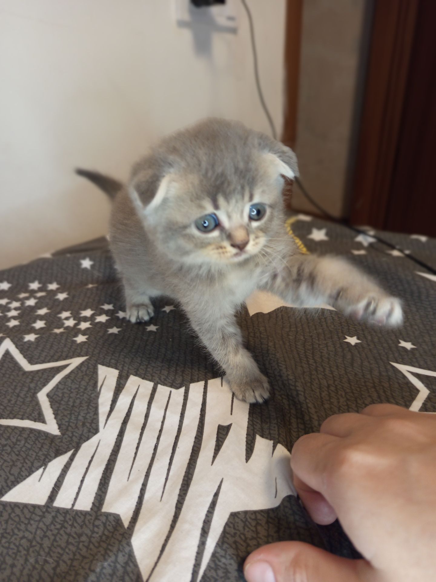 Дівчинка шотландська фолд