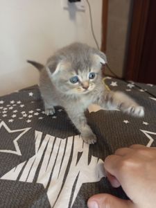 Дівчинка шотландська фолд