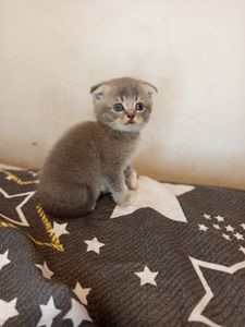 Дівчинка шотландська фолд