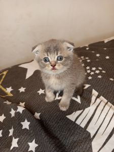Дівчинка шотландська фолд