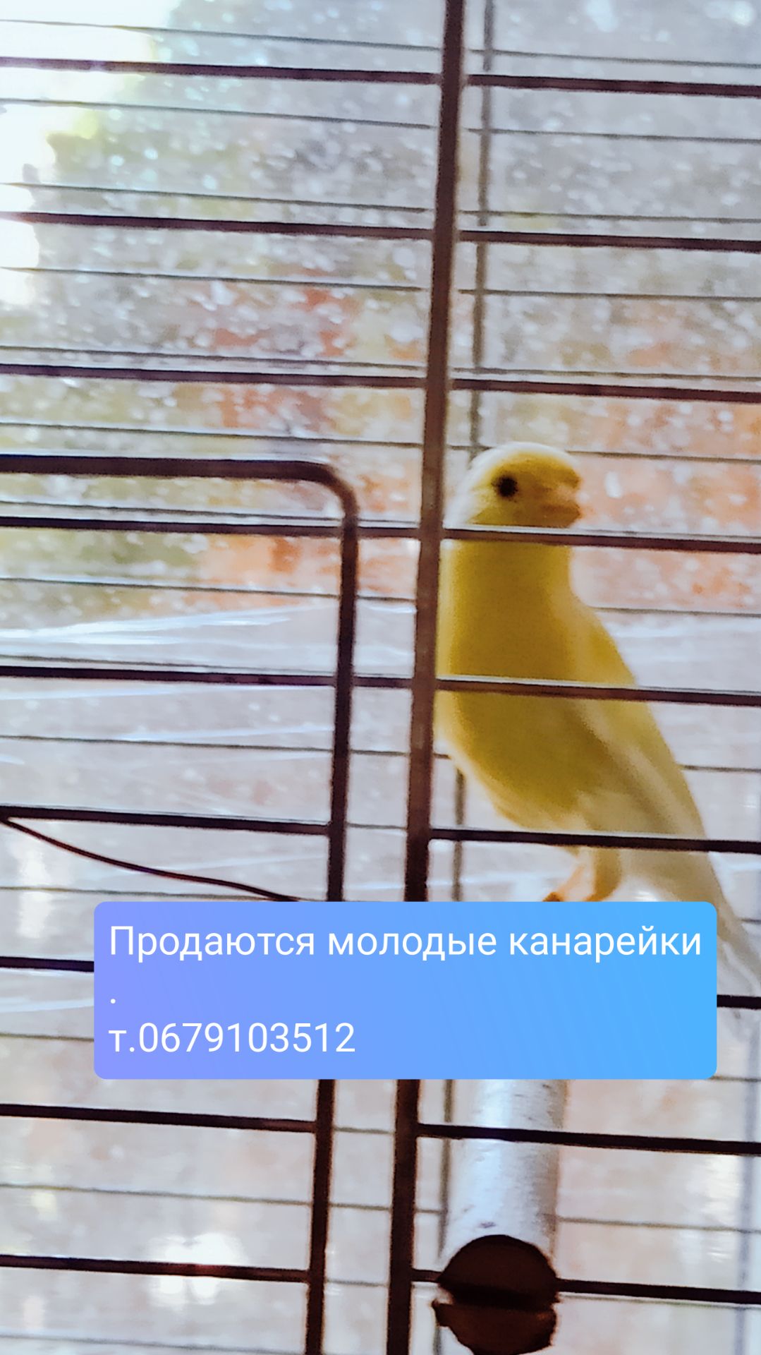 Канарка