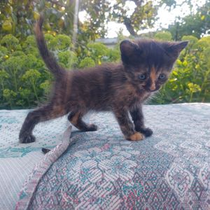 Черепаховая кошечка