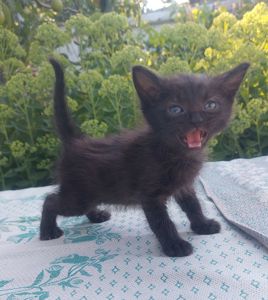 Чёрная кошечка