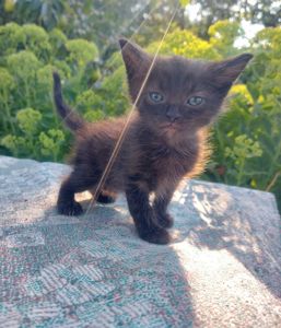 Чёрная кошечка