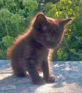 Чёрная кошечка