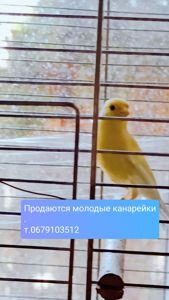 Канарка
