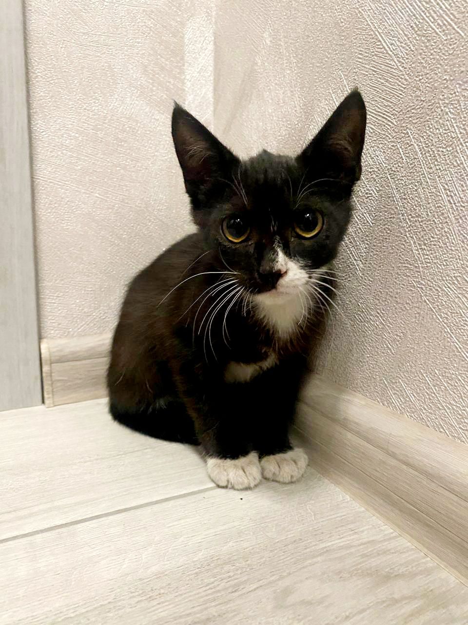 Кошеня 1.5 міс Хлопчик