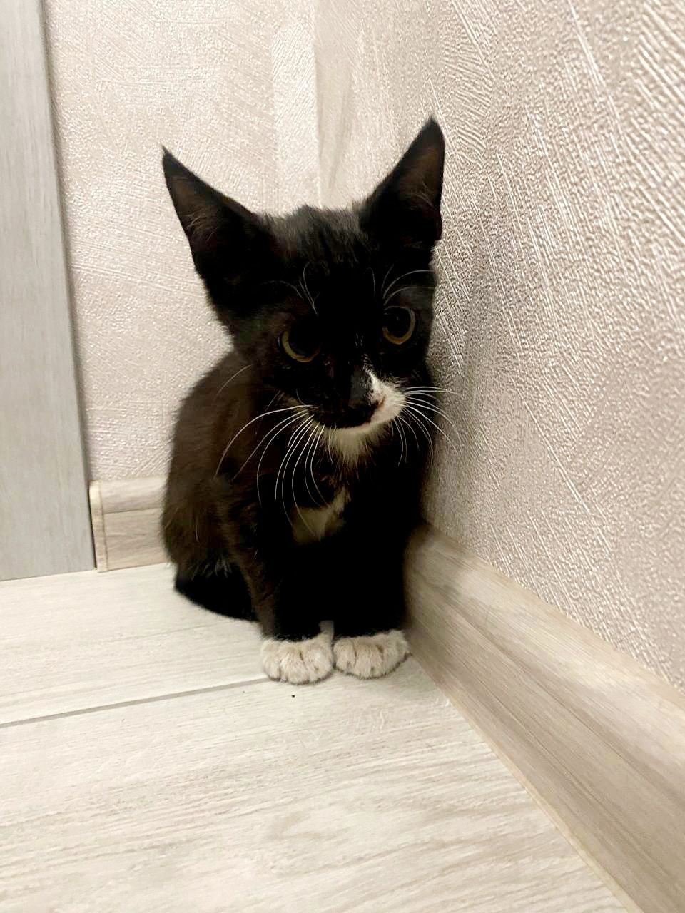 Кошеня 1.5 міс Хлопчик
