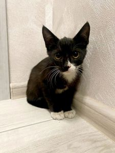 Кошеня 1.5 міс Хлопчик