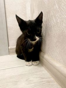 Кошеня 1.5 міс Хлопчик