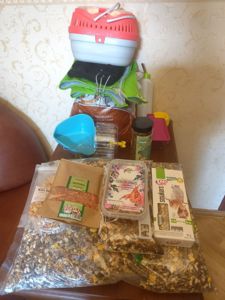 Молоді дівчата щурики до 2х місяців БЕЗКОШТОВНО з кліткою