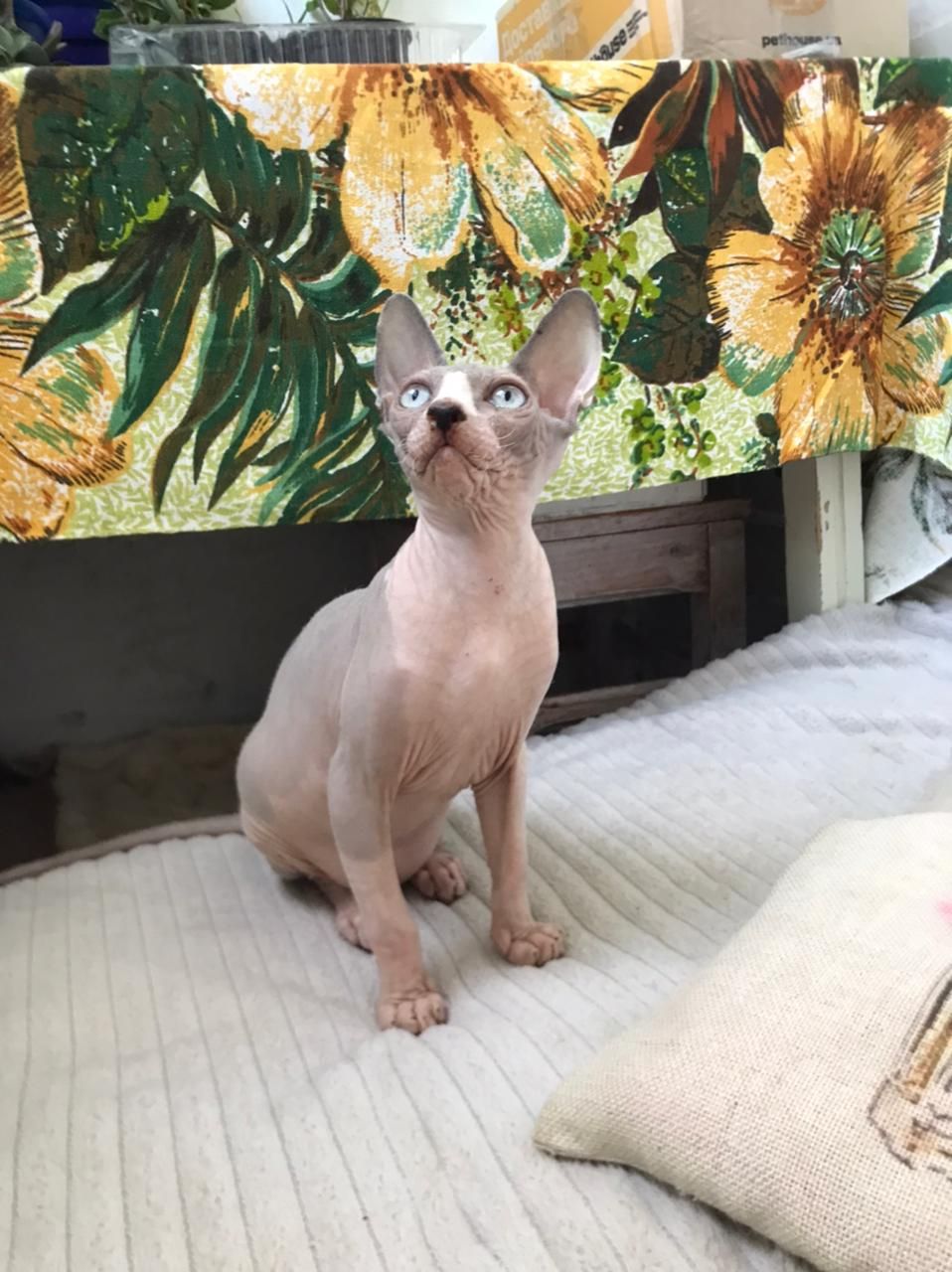 Кошенята канадський сфінкс