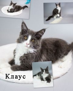 Кошеня мейн-кун з родословною