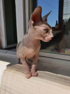 Кошенята канадський сфінкс