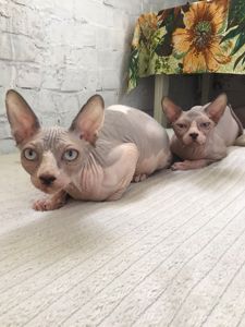 Кошенята канадський сфінкс