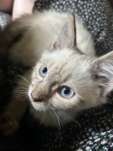 Кошеня