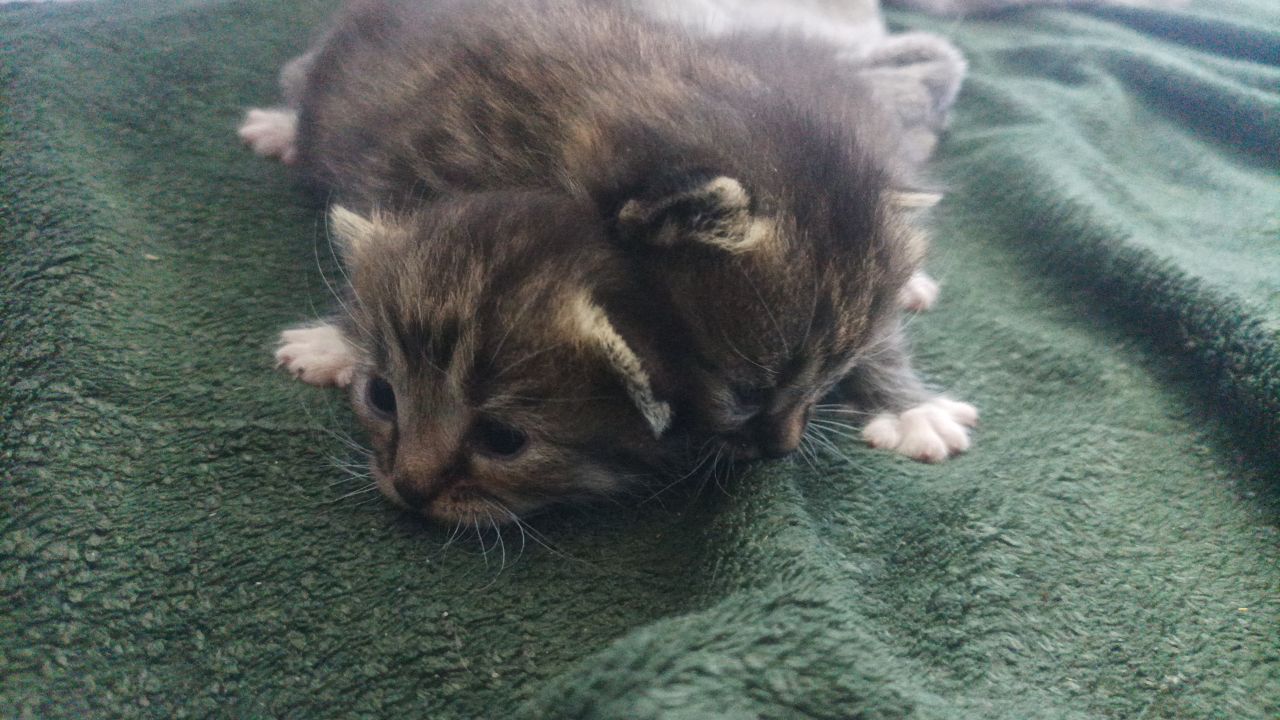 Два милых котёнка ищут добрые руки 🐾