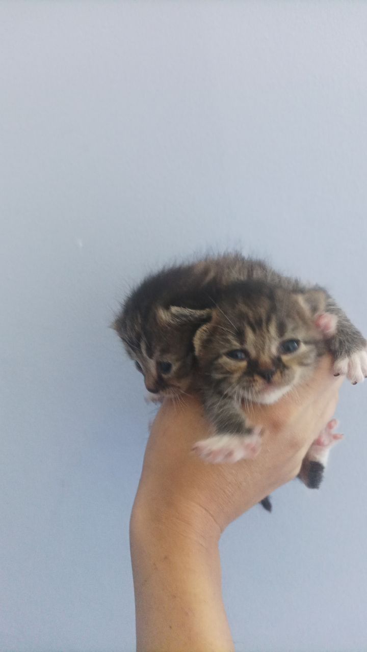 Два милых котёнка ищут добрые руки 🐾