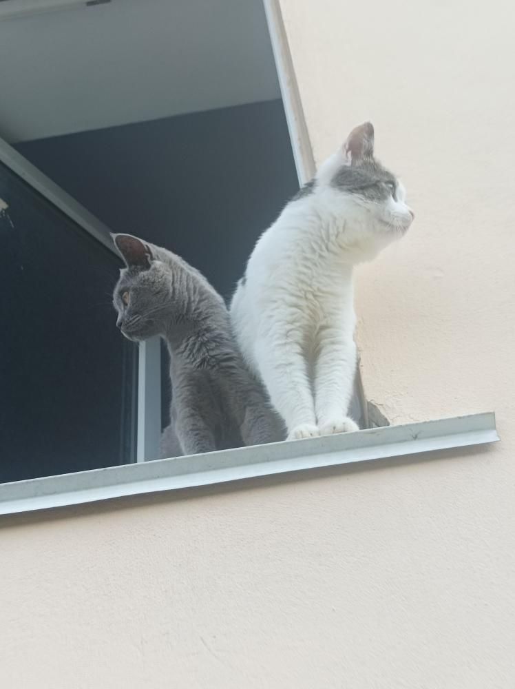 Два милых котёнка ищут добрые руки 🐾
