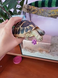 Черепаха