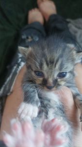 Два милых котёнка ищут добрые руки 🐾