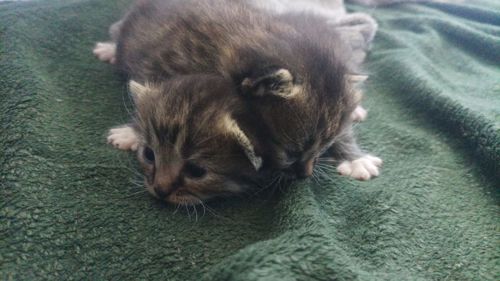Два милых котёнка ищут добрые руки 🐾
