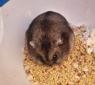 Фенотип Бурундуковий