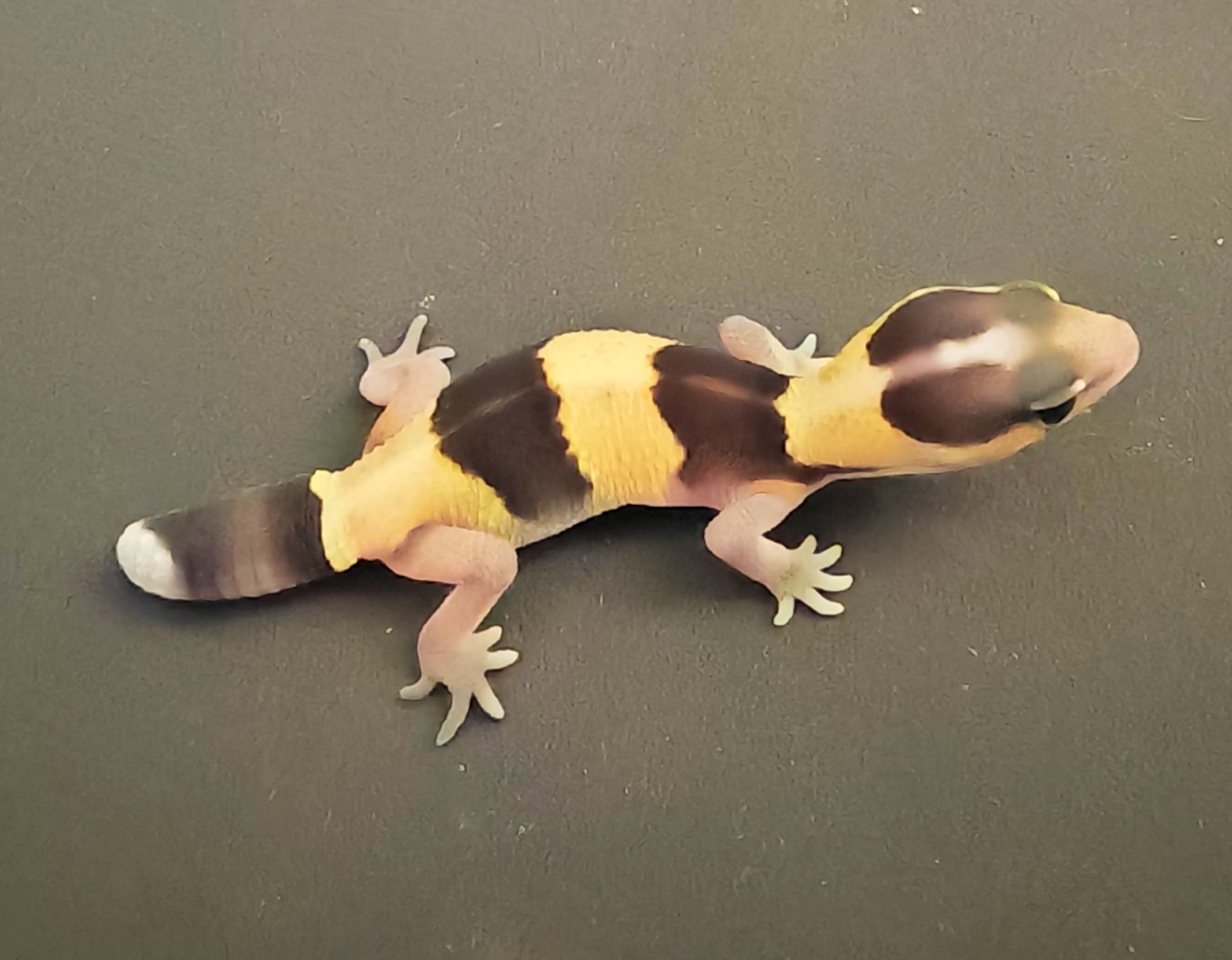 Hemitheconyx (гемітеконекс, товстохвостий гекон)