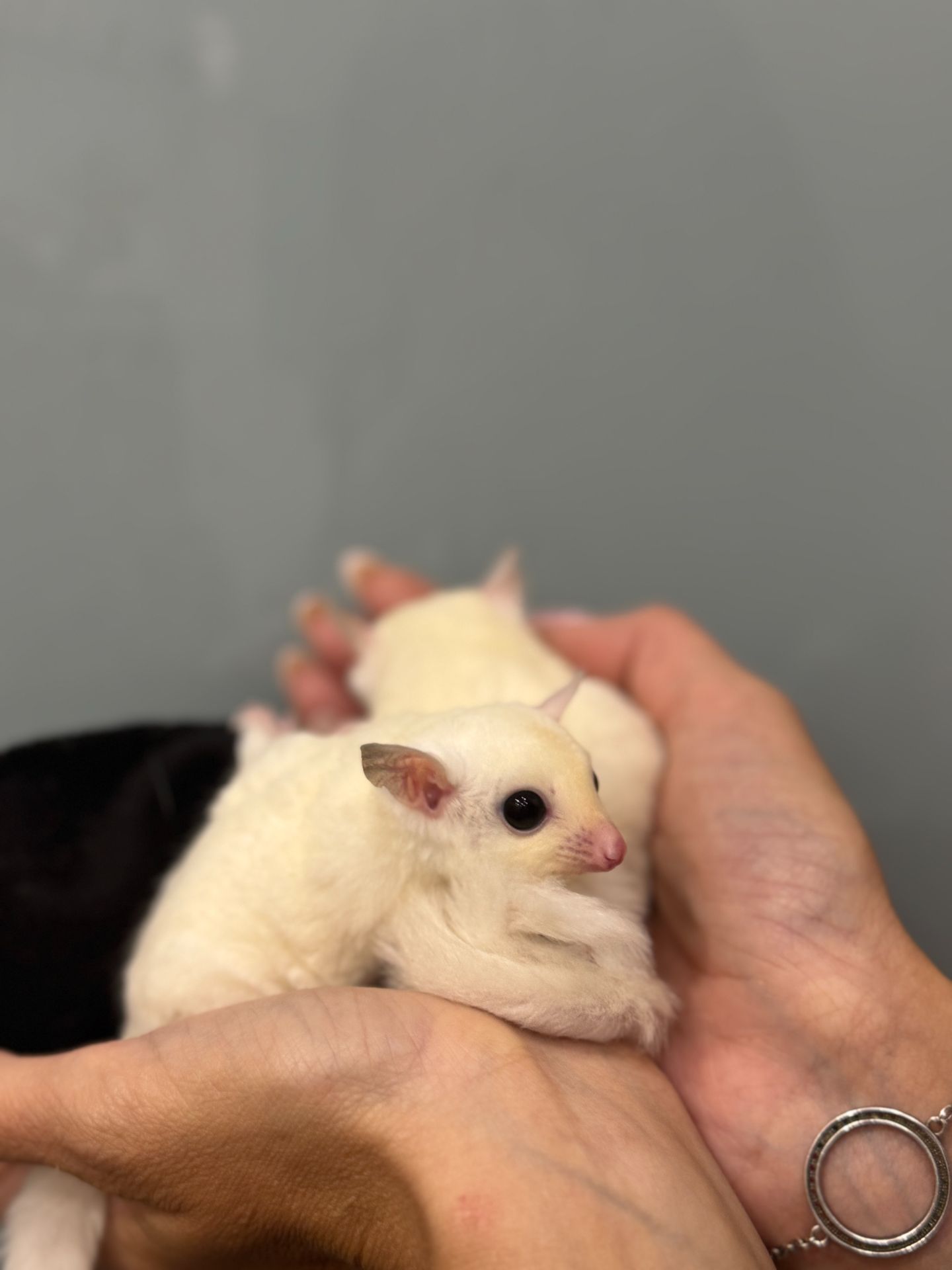 Рідкісний цукровий поссум