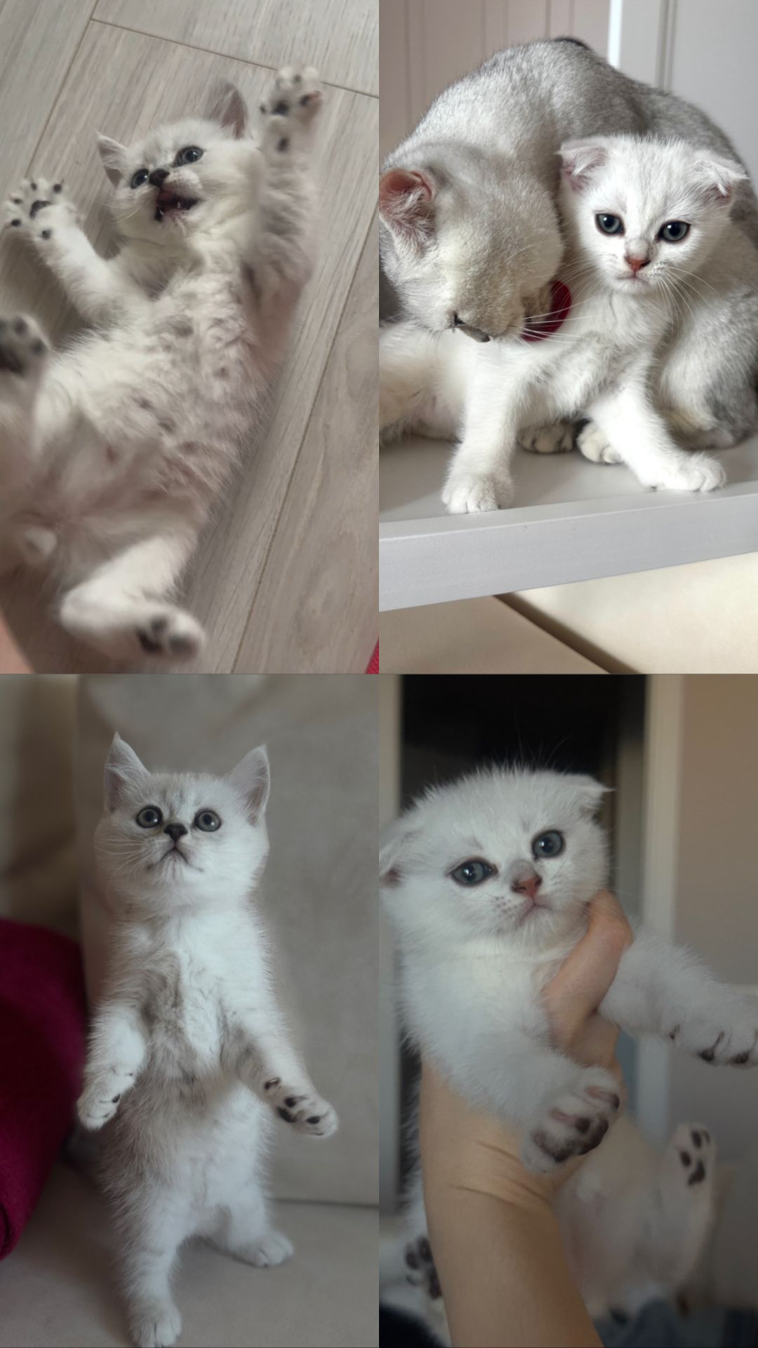Шотландські кошенята срібна шиншила
