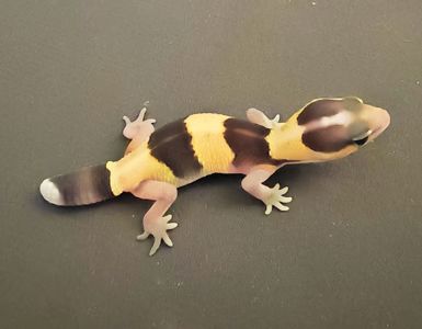 Hemitheconyx (гемітеконекс, товстохвостий гекон)