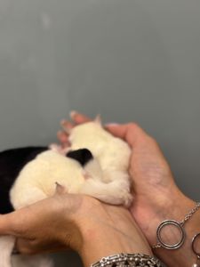 Рідкісний цукровий поссум