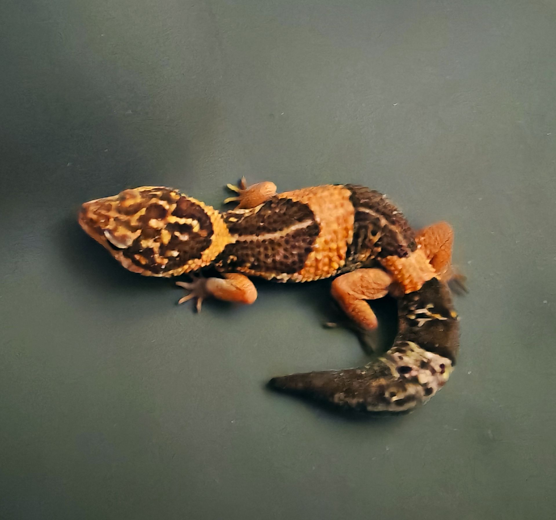 E.E.Hardwickii