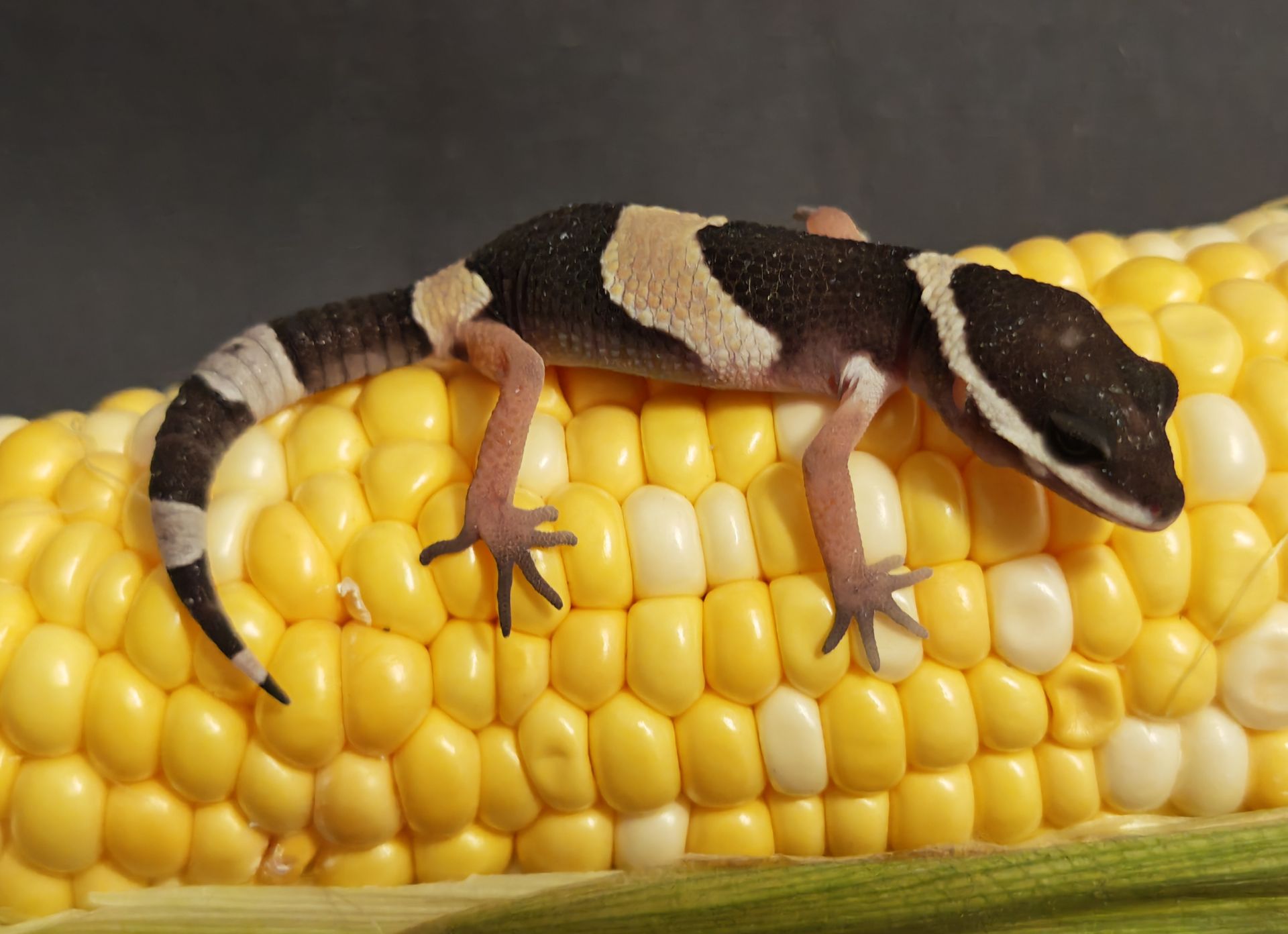 E.E.Hardwickii