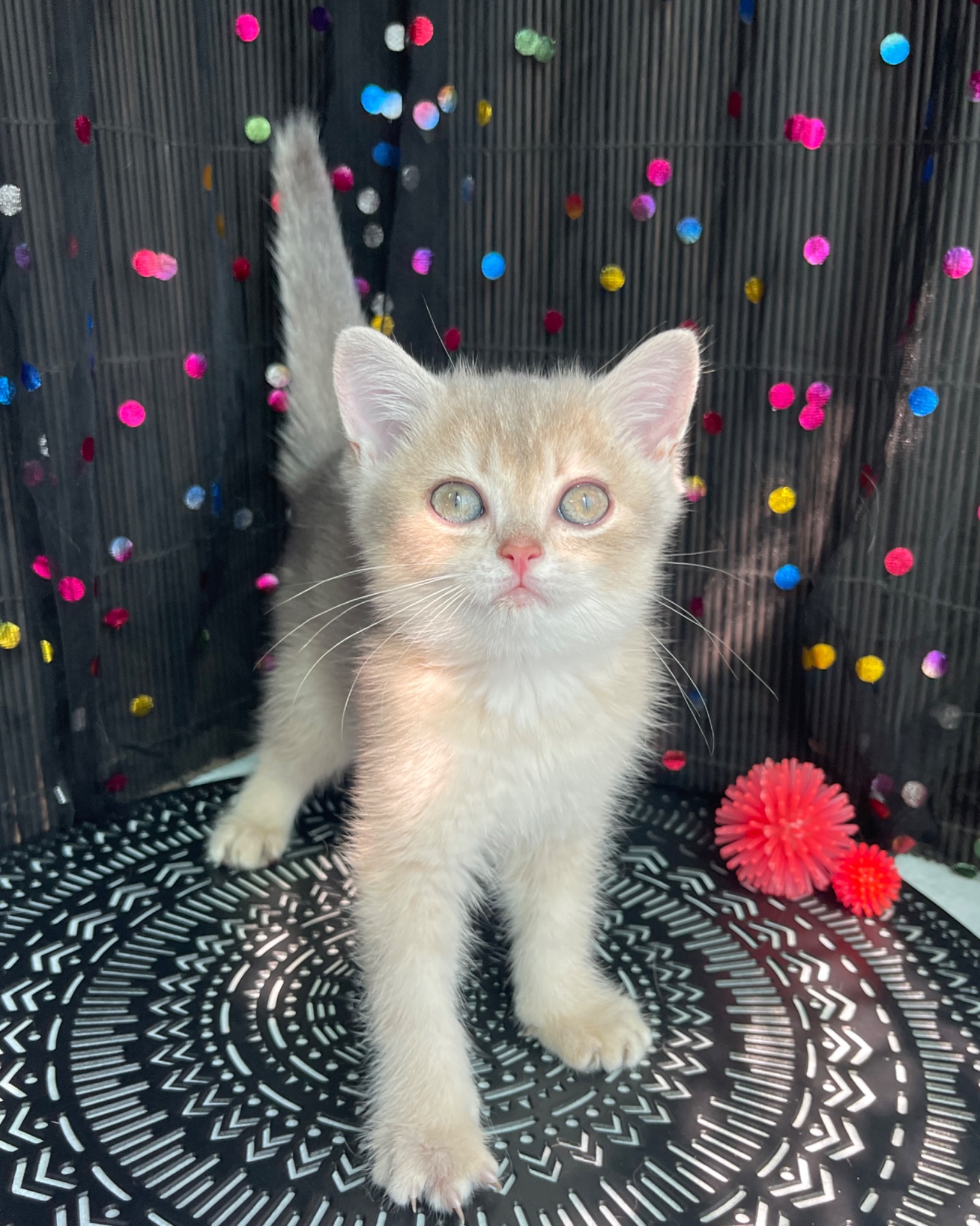 Британский котёнок